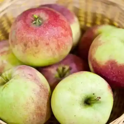 Foto von Apfel 'Roter Hauptmann' (Malus 'Roter Hauptmann')