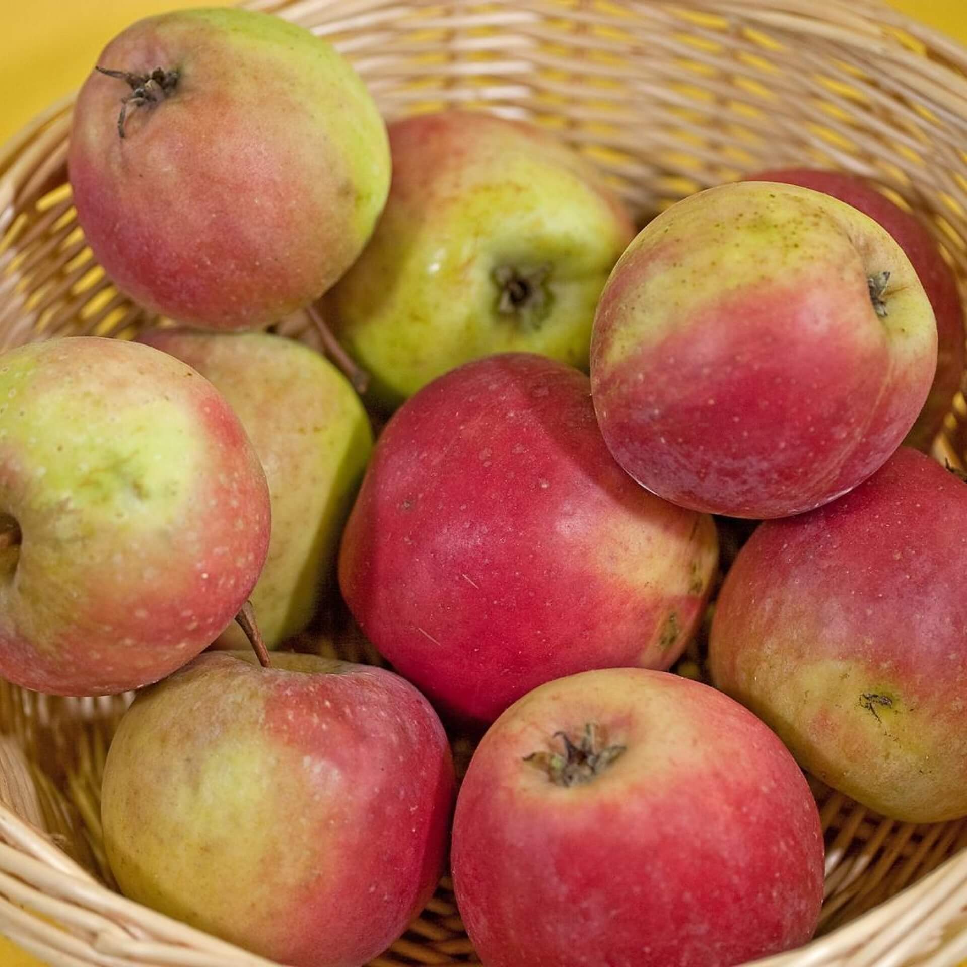 Apfel 'Roter Jungfernapfel' (Malus 'Roter Jungfernapfel')