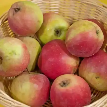 Foto von Apfel 'Roter Jungfernapfel' (Malus 'Roter Jungfernapfel')