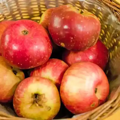 Foto von Apfel 'Roter Metternich' (Malus 'Roter Metternich')