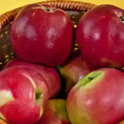 Foto von Apfel 'Roter Stettiner' (Malus 'Roter Stettiner')