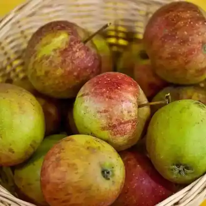 Foto von Apfel 'Rubinette' (Malus 'Rubinette')