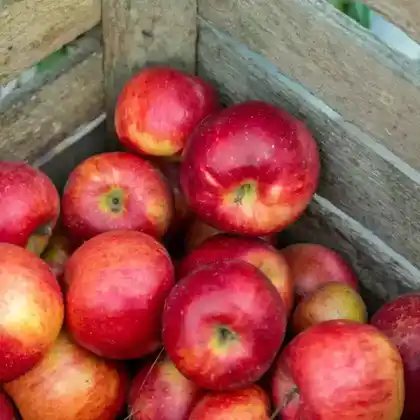 Foto von Apfel 'Santana' (Malus 'Santana')