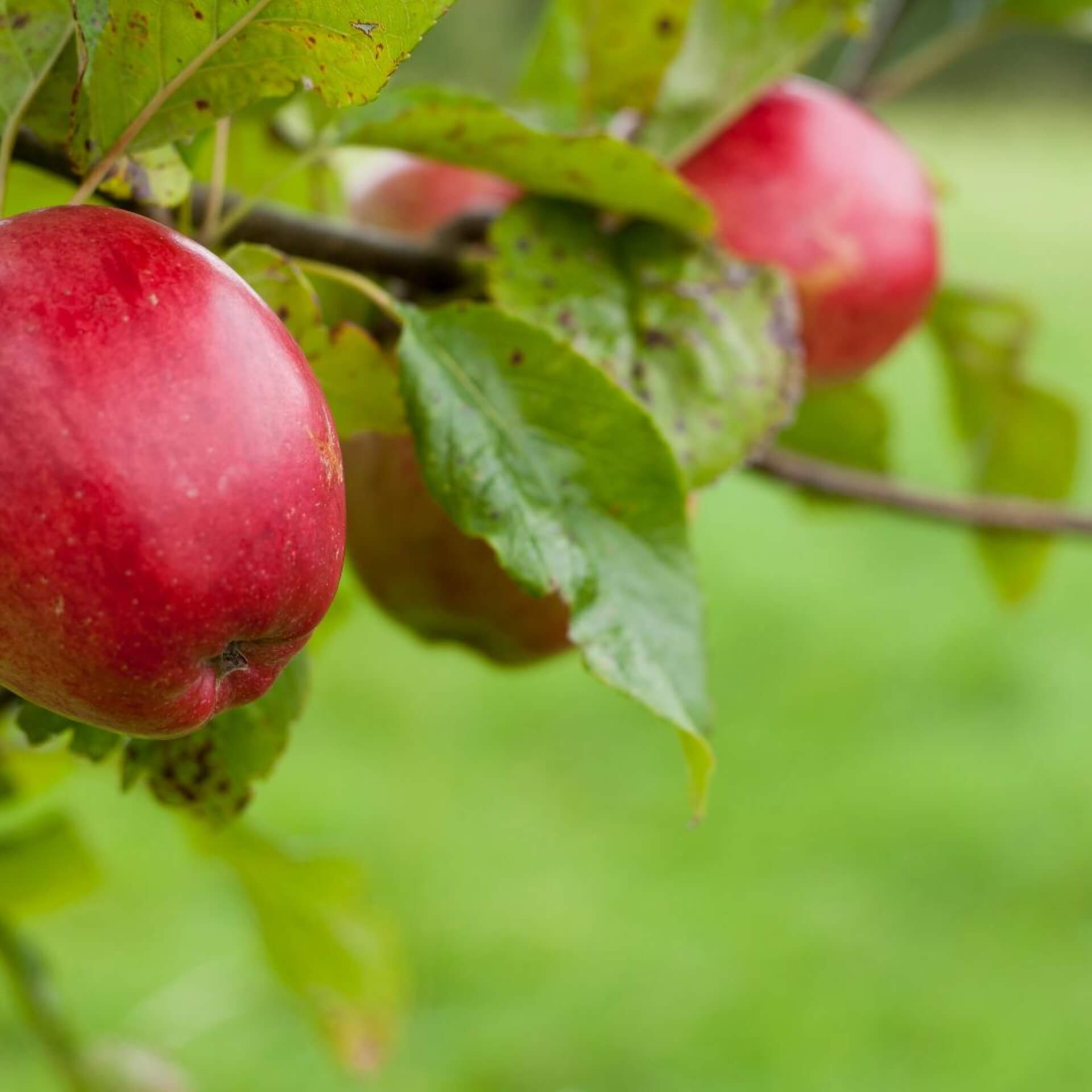 Apfel 'Saturn' (Malus 'Saturn')