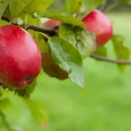 Foto von Apfel 'Saturn' (Malus 'Saturn')