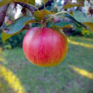 Malus 'Schöner aus Bath'
