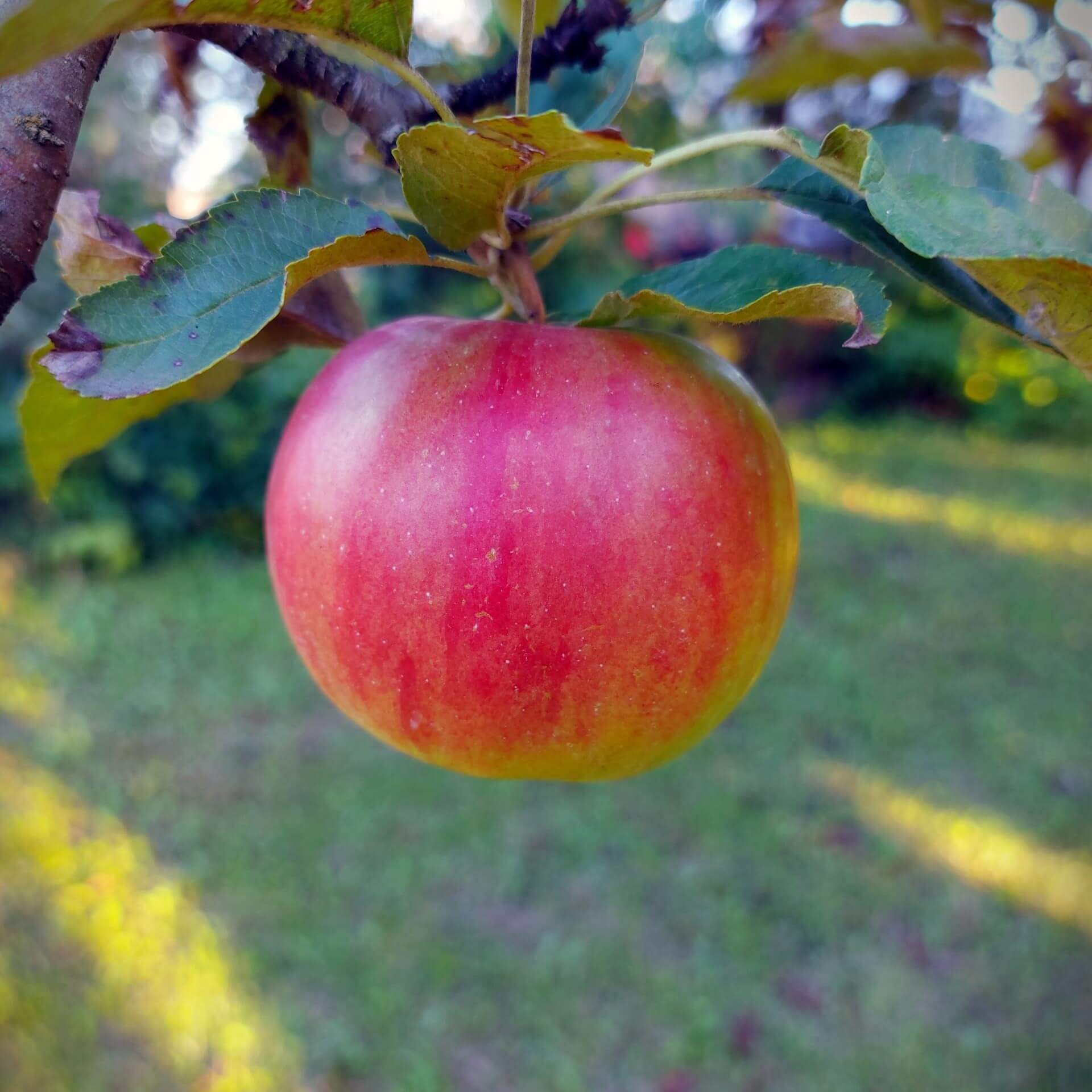 Apfel 'Schöner aus Bath' (Malus 'Schöner aus Bath')