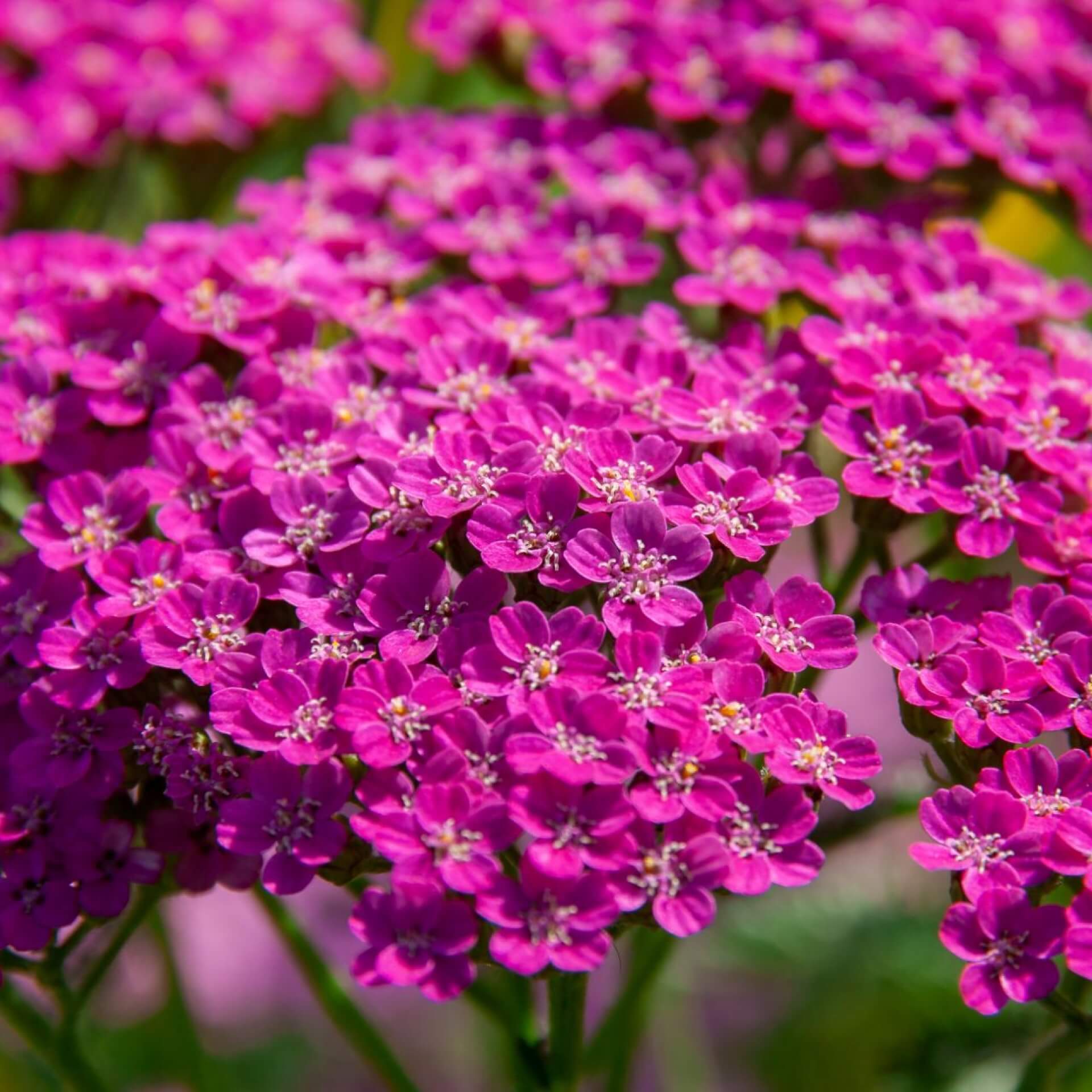 Schafgarbe 'Lilac Beauty' (Achillea millefolium 'Lilac Beauty')