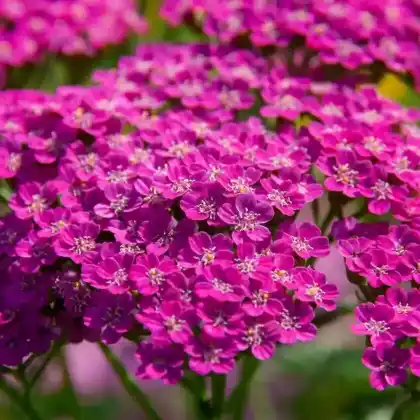 Foto von Schafgarbe 'Lilac Beauty' (Achillea millefolium 'Lilac Beauty')