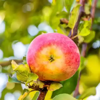 Foto von Apfel 'Shampion' (Malus 'Shampion')