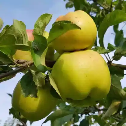 Foto von Apfel 'Signe Tillisch' (Malus 'Signe Tillisch')