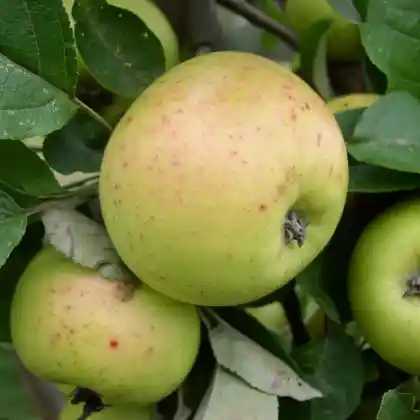 Foto von Apfel 'Spatblühender Taffetapfel' (Malus 'Spätblühender Taffetapfel')