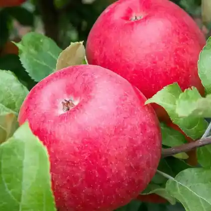 Foto von Apfel 'Spartan' (Malus 'Spartan')