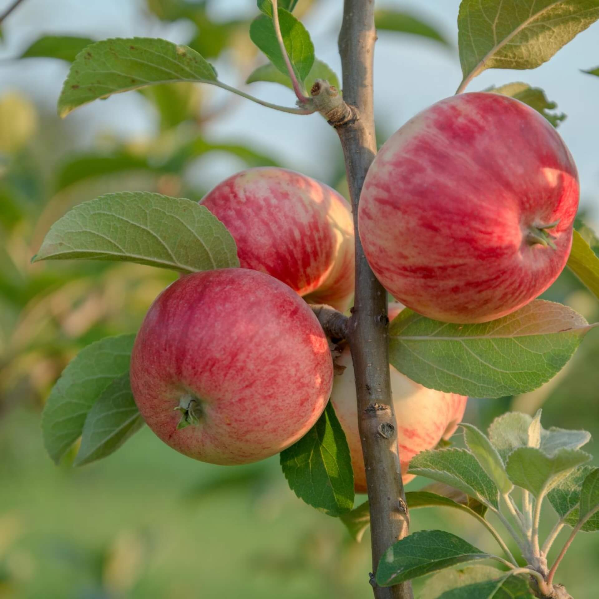 Apfel 'Stark Earliest' (Malus 'Stark Earliest')