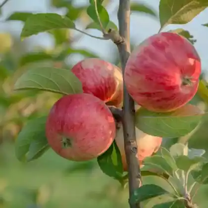 Foto von Apfel 'Stark Earliest' (Malus 'Stark Earliest')
