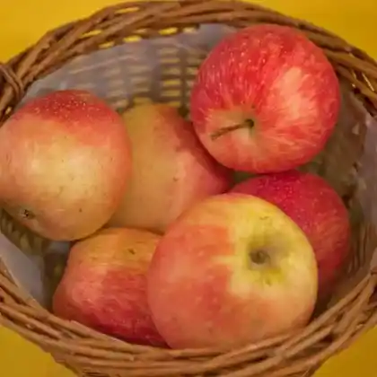 Foto von Apfel 'Summerred' (Malus 'Summerred')