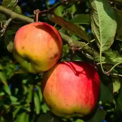 Foto von Apfel 'Teser' (Malus 'Teser')