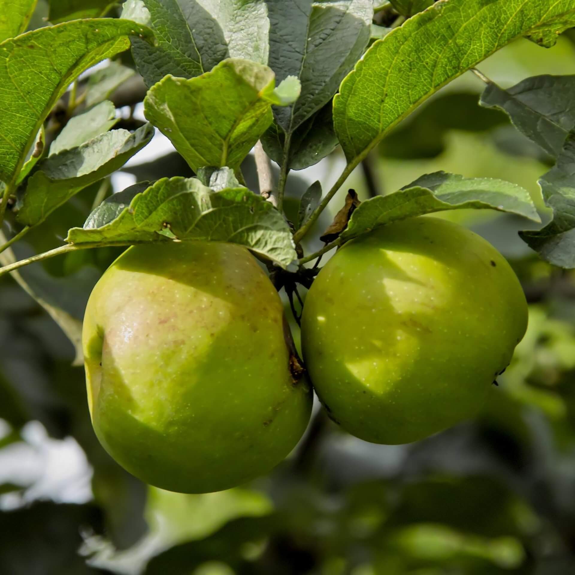 Apfel 'Undine' (Malus 'Undine')