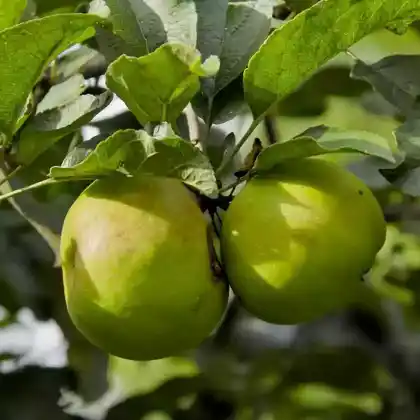 Foto von Apfel 'Undine' (Malus 'Undine')