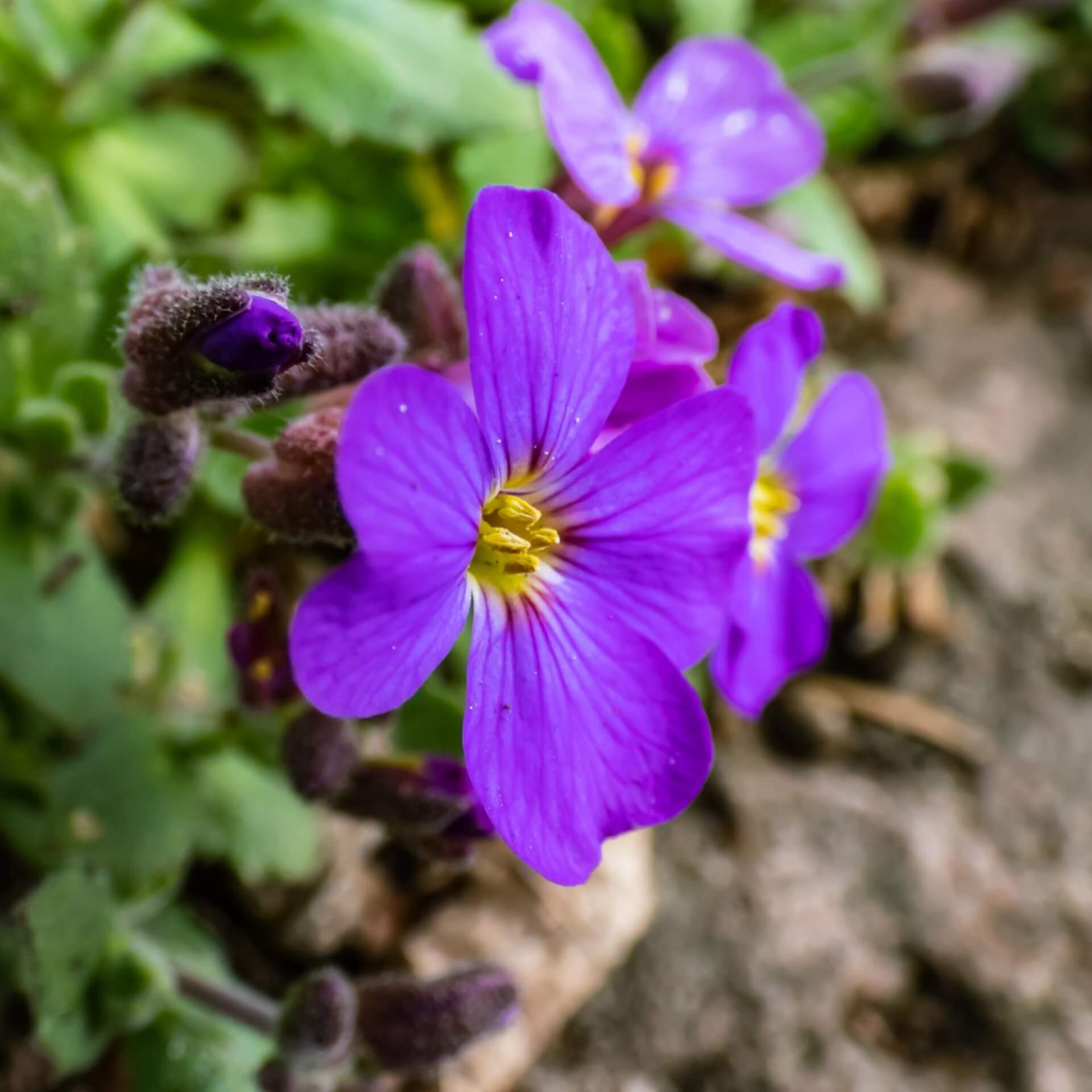 Blaukissen 'Blue Emperor' (Aubrieta x cultorum 'Blue Emperor')