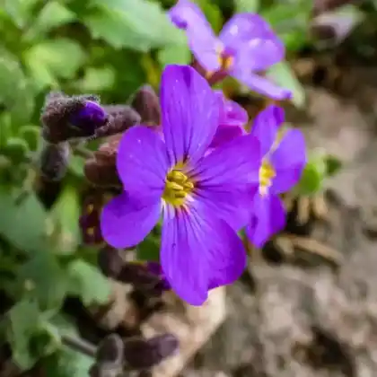 Foto von Blaukissen 'Blue Emperor' (Aubrieta x cultorum 'Blue Emperor')