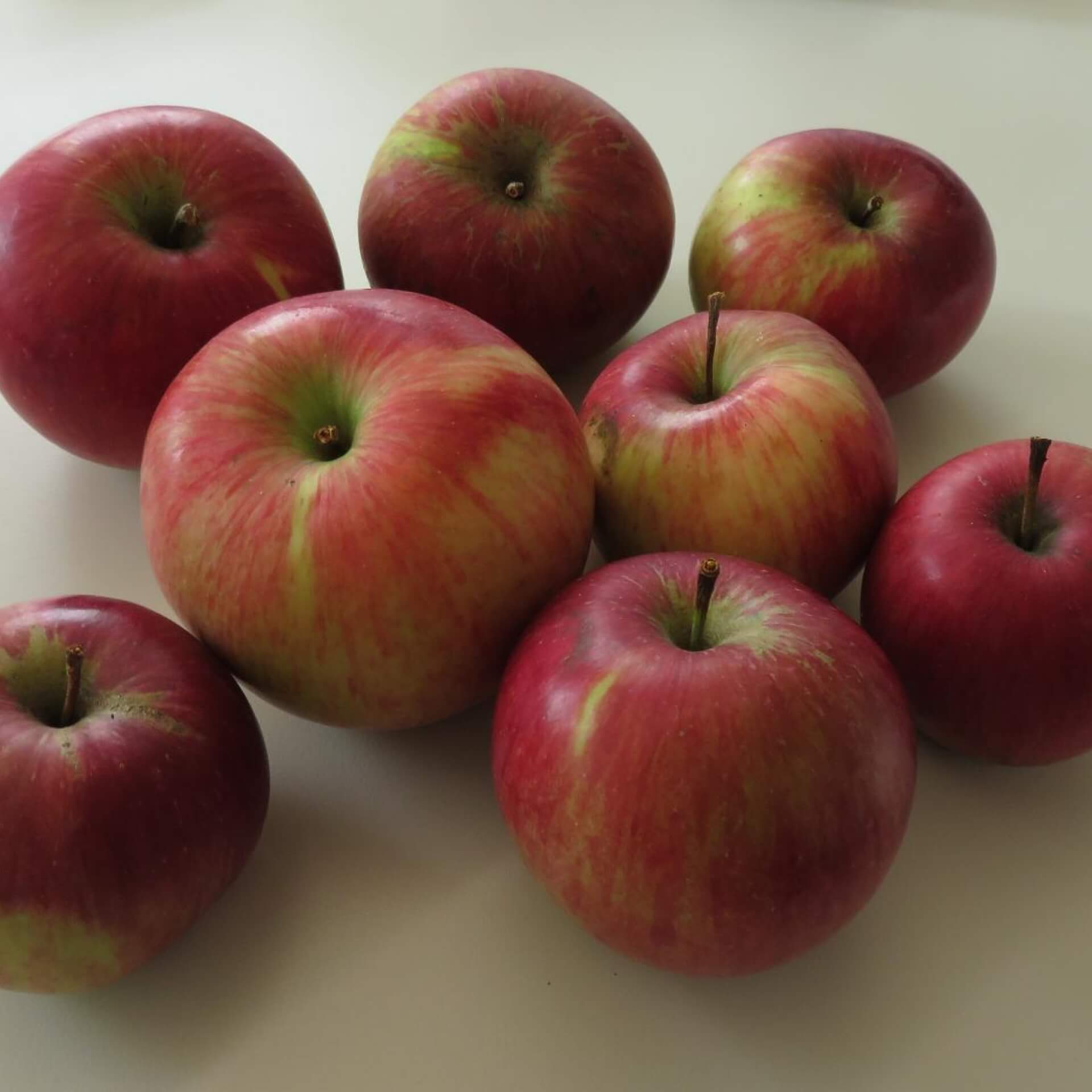 Apfel 'Wealthy' (Malus 'Wealthy')