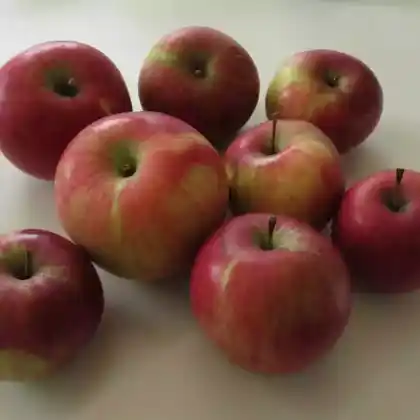 Foto von Apfel 'Wealthy' (Malus 'Wealthy')