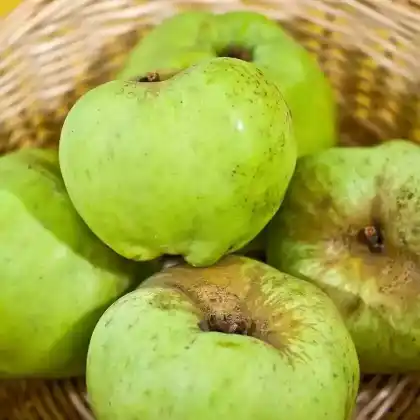 Foto von Apfel 'Weißer Winterkallvill' (Malus 'Weißer Winterkalvill')