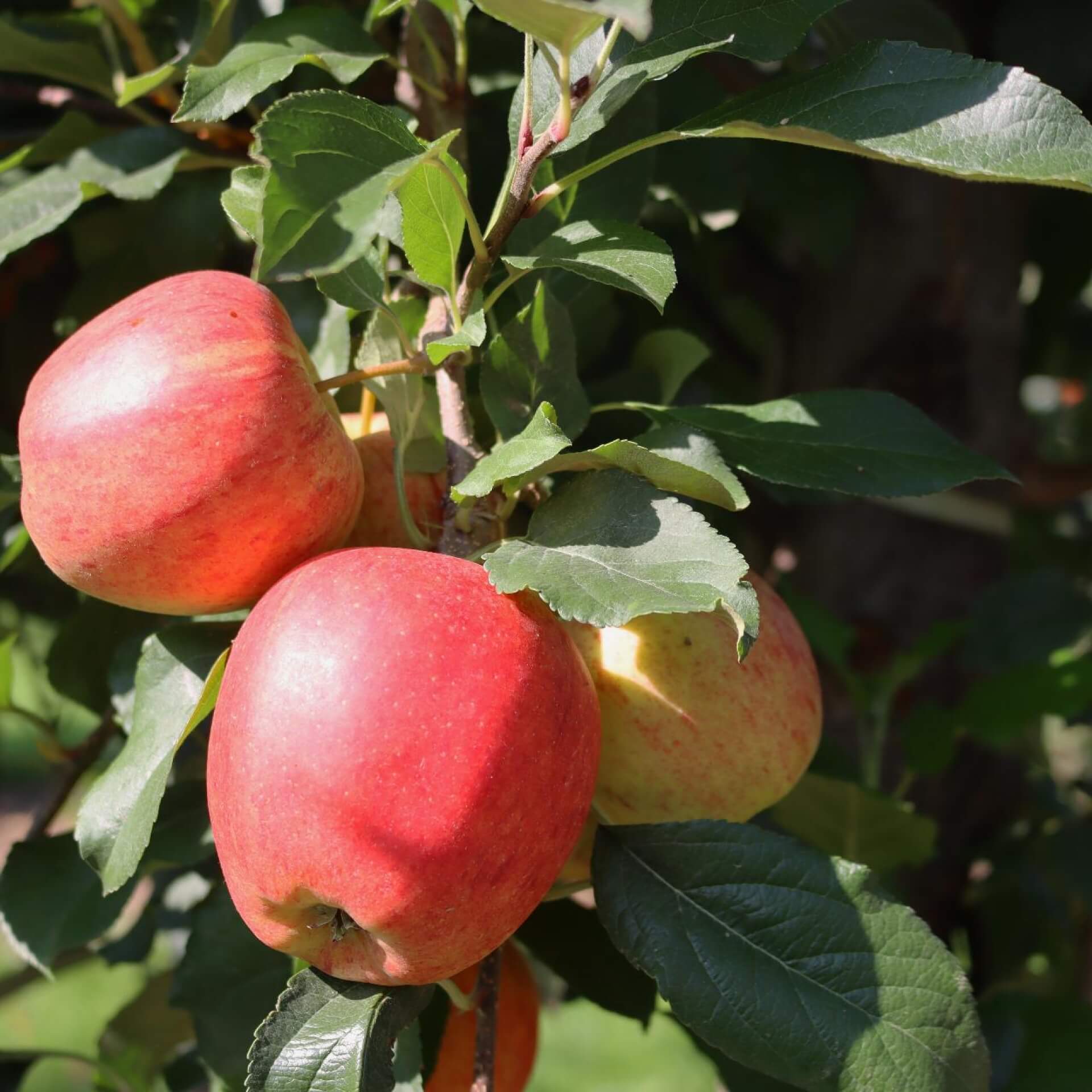 Apfel 'Winesap' (Malus 'Winesap')