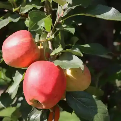 Foto von Apfel 'Winesap' (Malus 'Winesap')