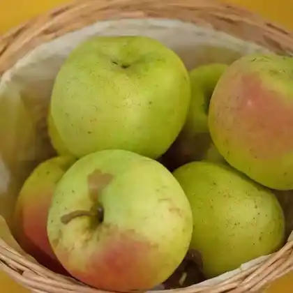 Foto von Apfel 'Winterbanana' (Malus 'Winterbanana')