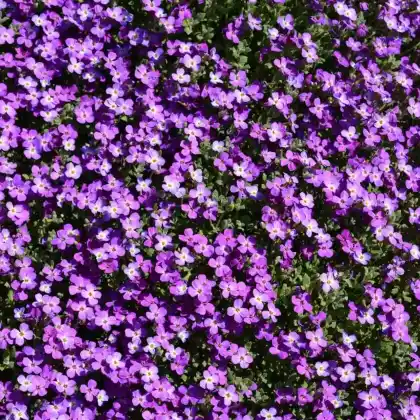 Foto von Blaukissen 'Dr Mules' (Aubrieta x cultorum 'Dr Mules')