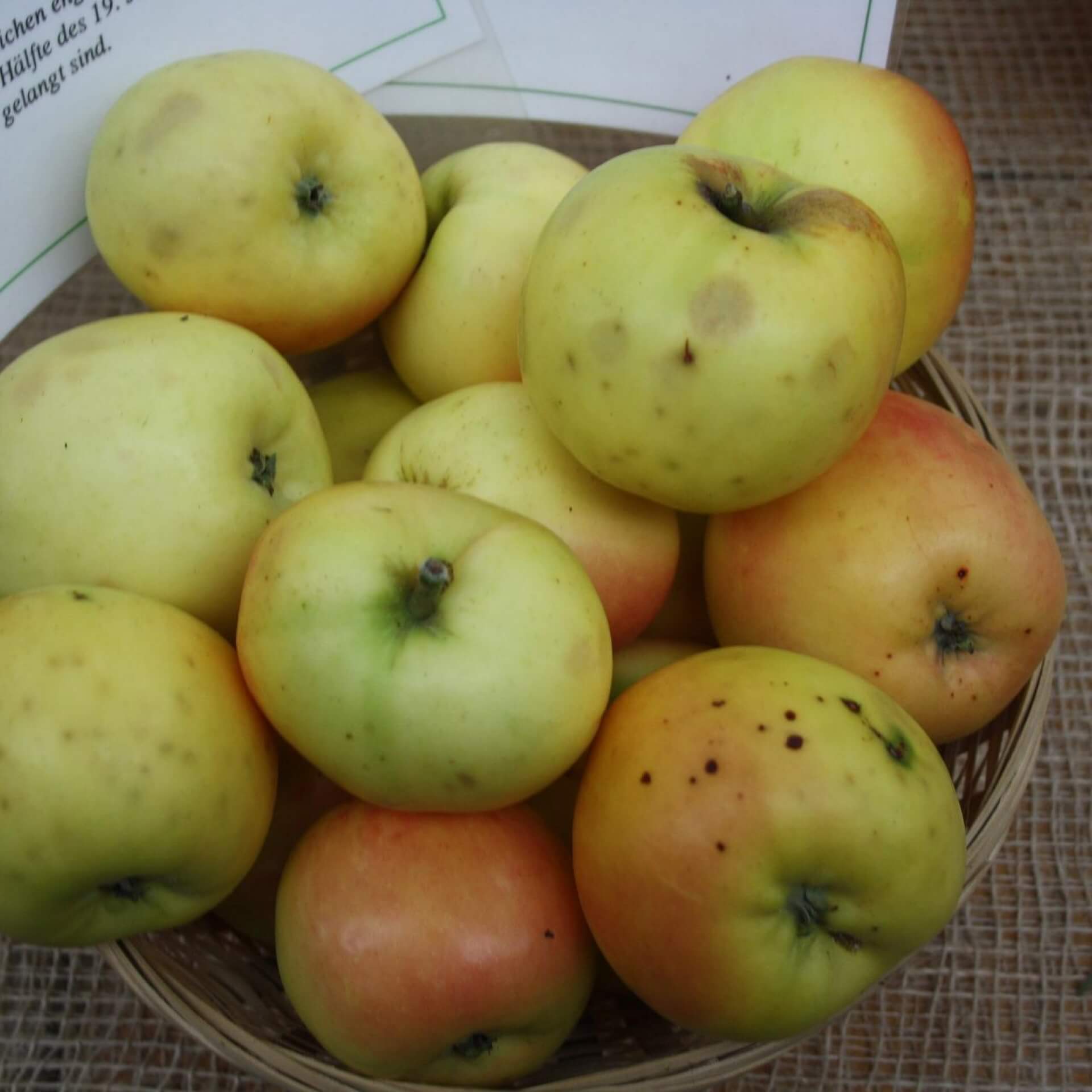 Malus' Deans Küchenapfel' (Malus' Deans Küchenapfel')