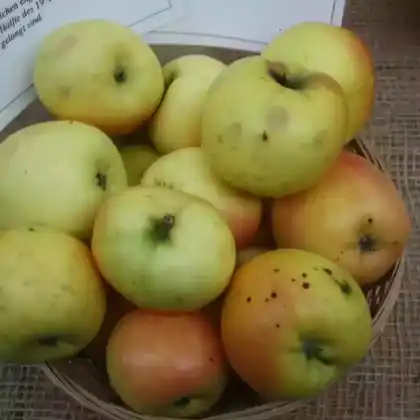 Foto von Malus' Deans Küchenapfel' (Malus' Deans Küchenapfel')
