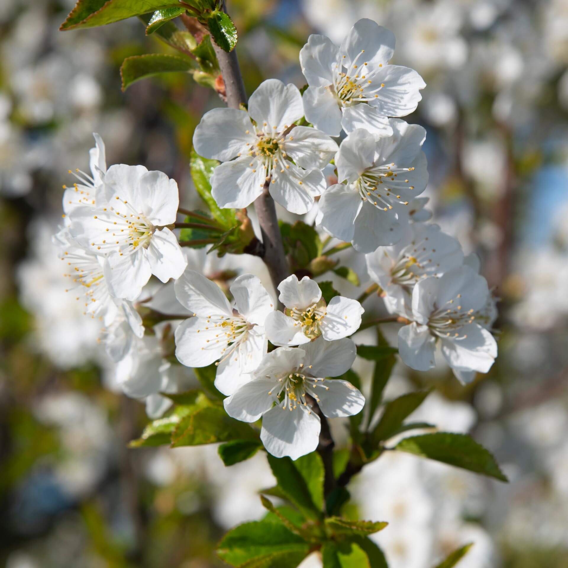 Sauerkirsche 'Saphir' (Prunus cerasus 'Saphir')