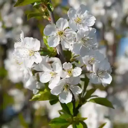 Foto von Sauerkirsche 'Saphir' (Prunus cerasus 'Saphir')