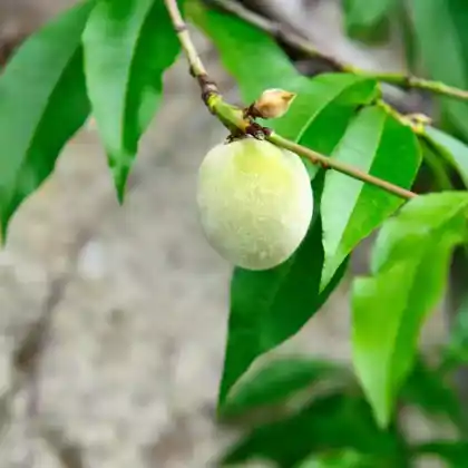 Foto von Pfirsich 'Amsden' (Prunus persica 'Amsden')
