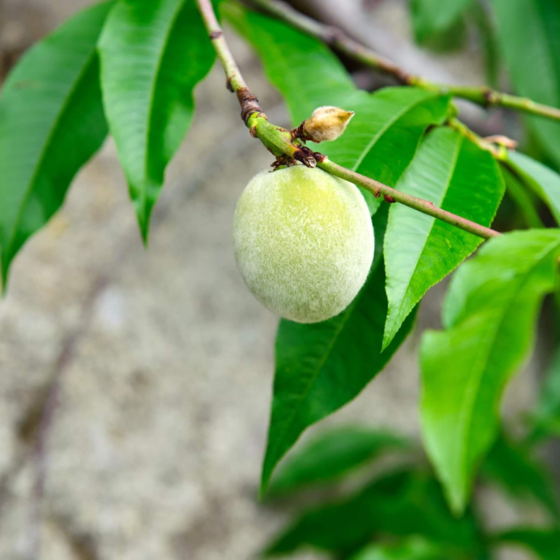 Pfirsich 'Amsden' / Prunus persica 'Amsden'