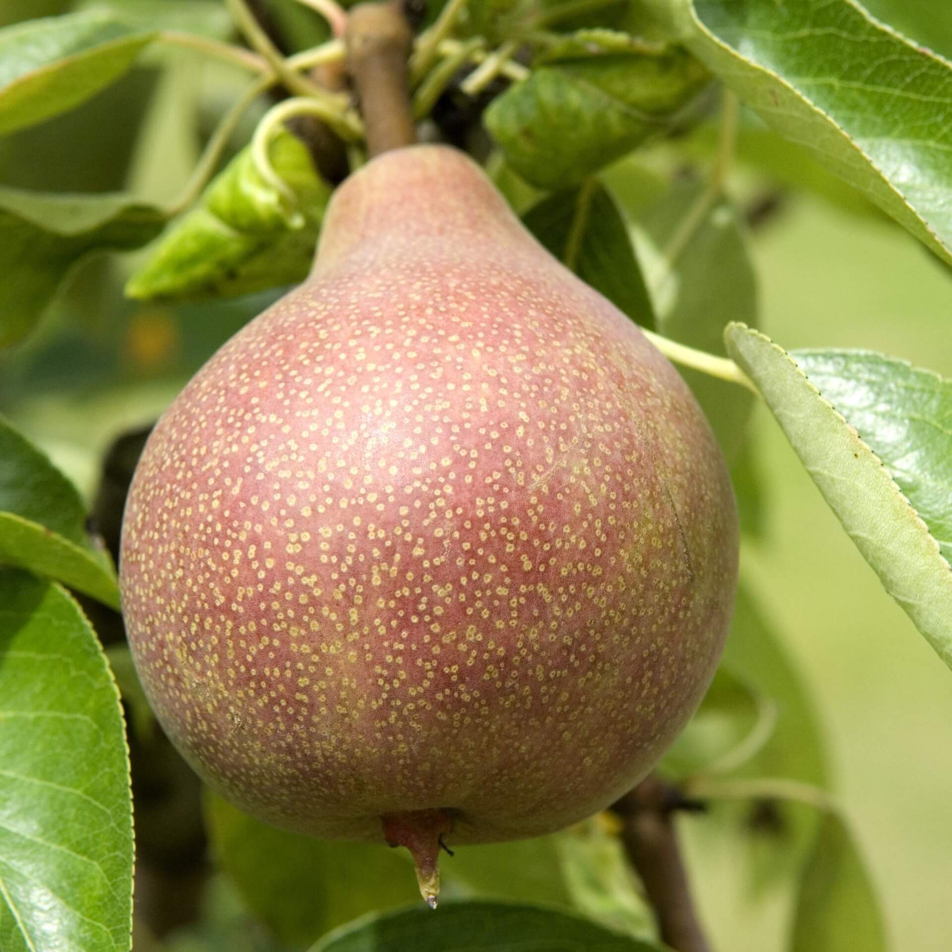 Herbstbirne 'Clapps Liebling' (Pyrus communis 'Clapps Liebling')