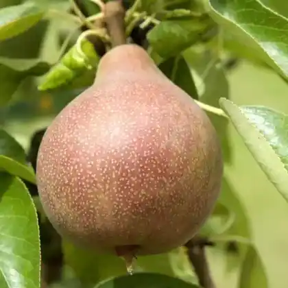 Foto von Herbstbirne 'Clapps Liebling' (Pyrus communis 'Clapps Liebling')