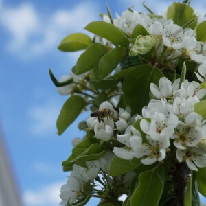 Pyrus communis 'Condo'