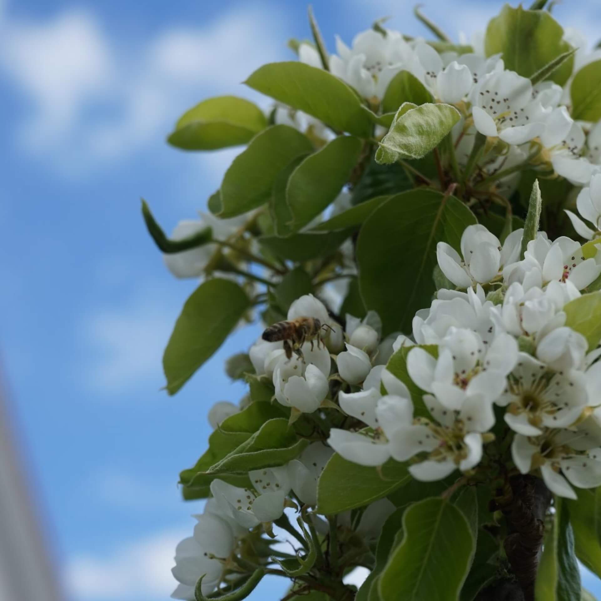 Herbstbirne 'Condo' (Pyrus communis 'Condo')