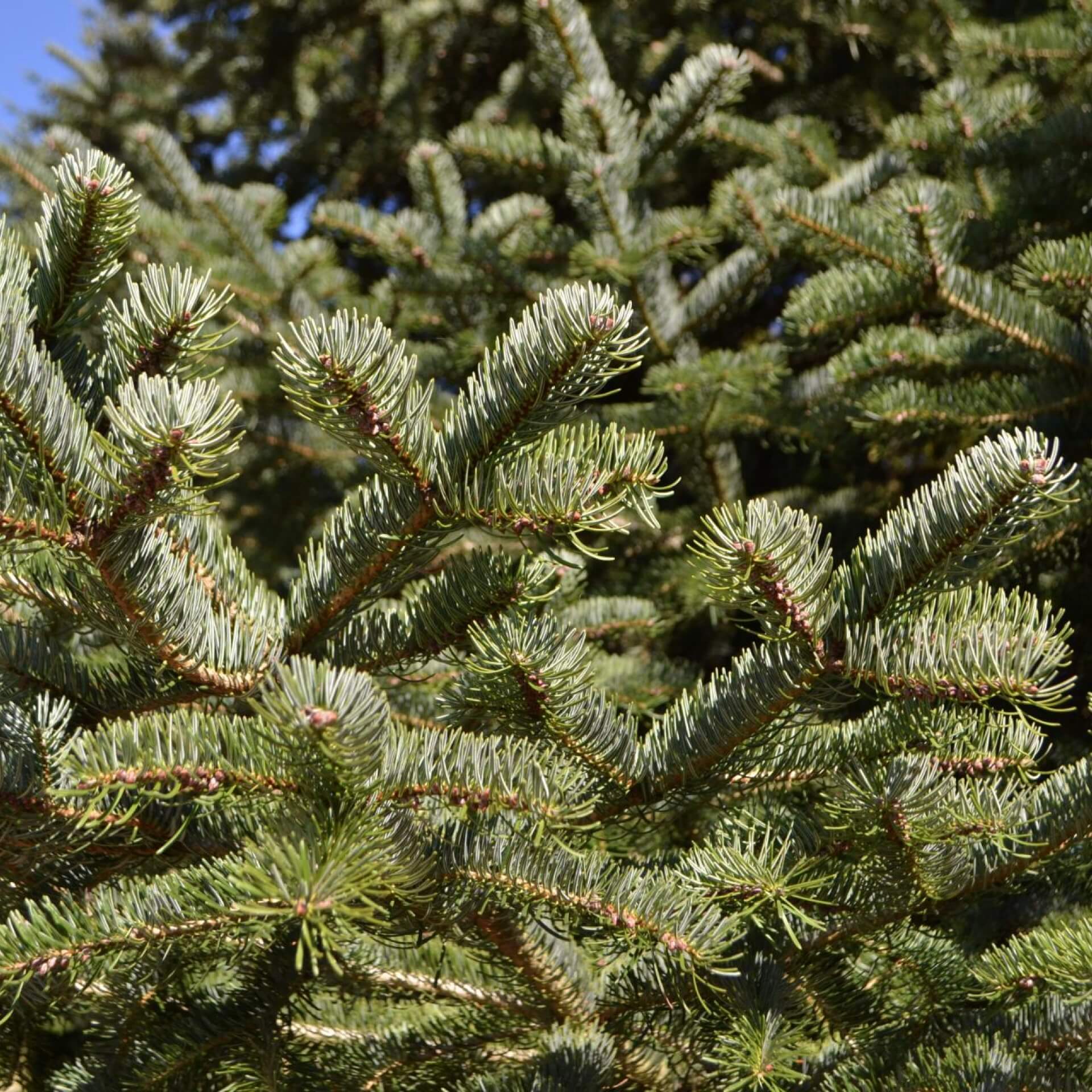 Kleinasiatische Tanne (Abies equi-trojani)