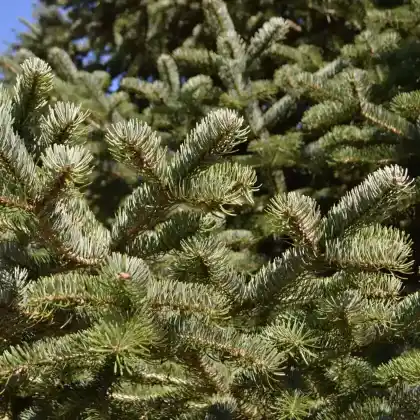 Foto von Kleinasiatische Tanne (Abies equi-trojani)