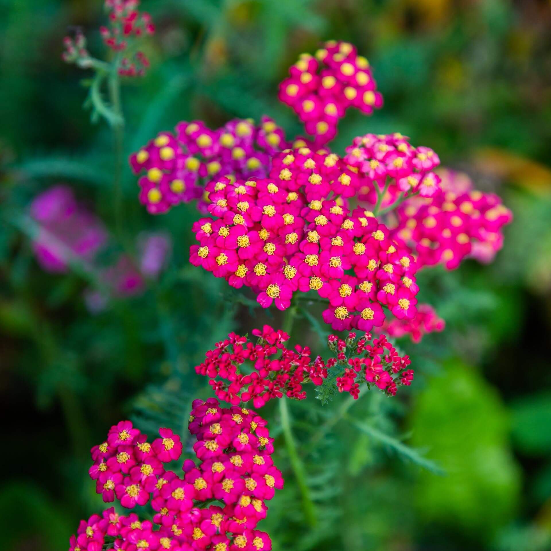 Schafgarbe 'Paprika' (Achillea millefolium 'Paprika')