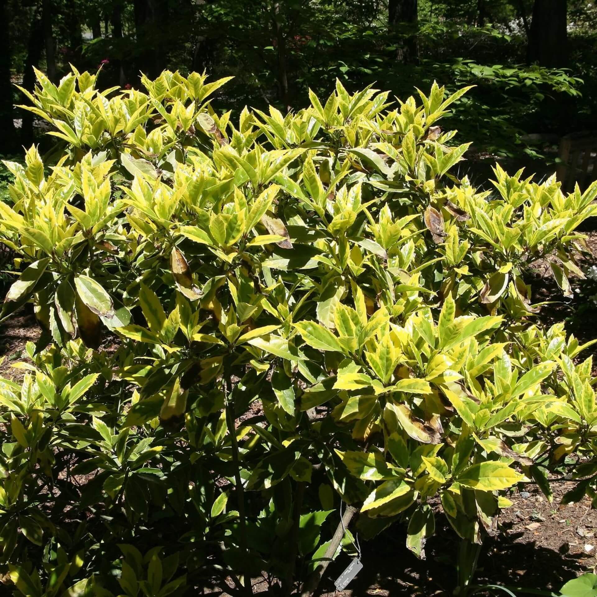 Japanische Goldorange (Aucuba japonica)