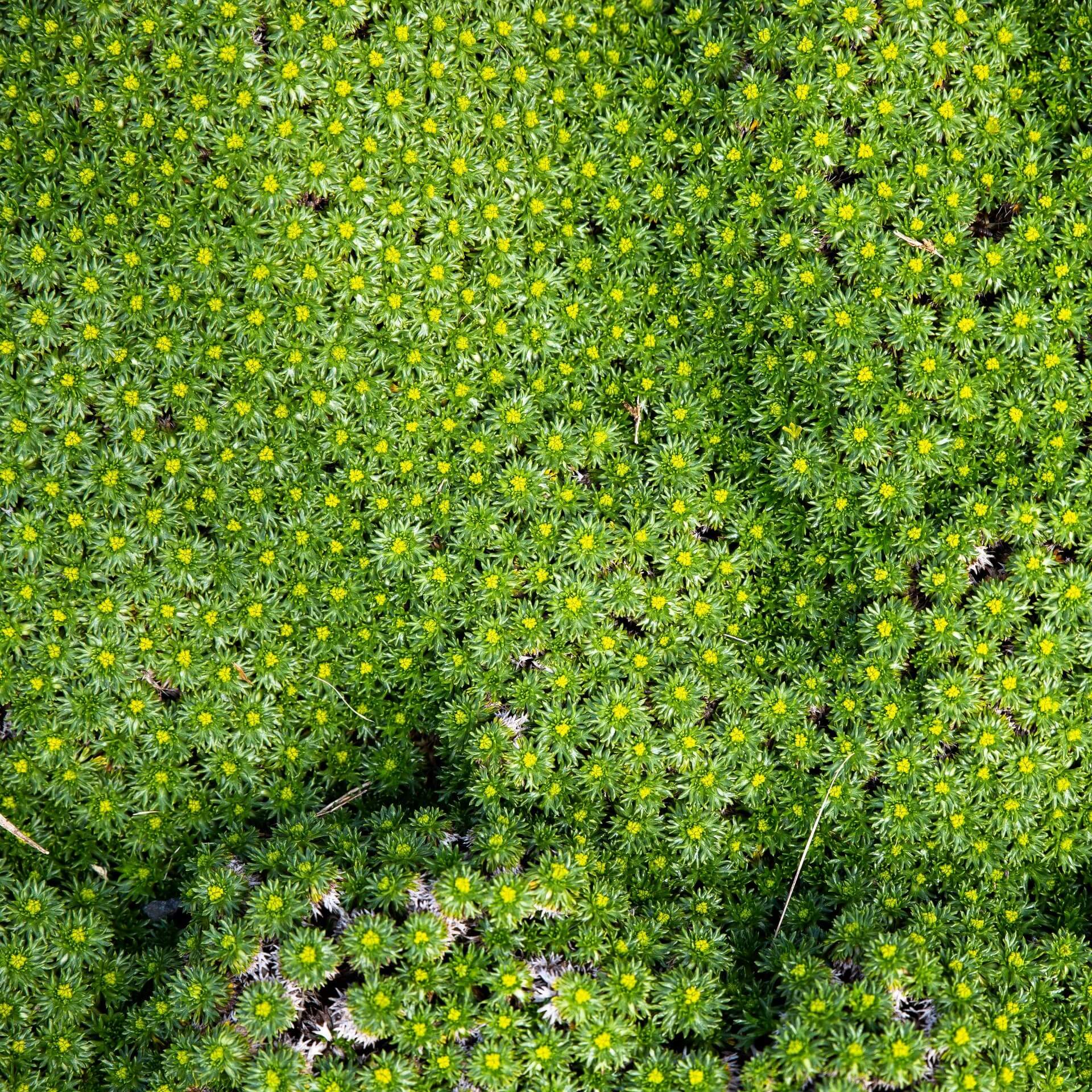 Andenpolster (Azorella trifurcata)