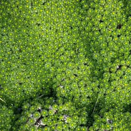 Foto von Andenpolster (Azorella trifurcata)