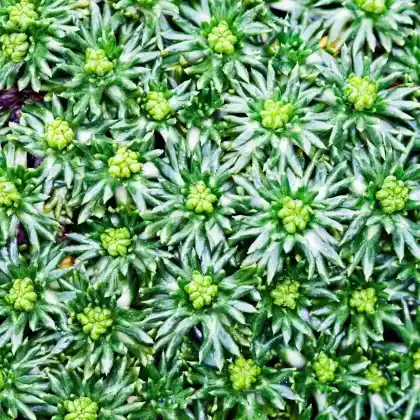 Foto von Andenpolster 'Nana' (Azorella trifurcata 'Nana')