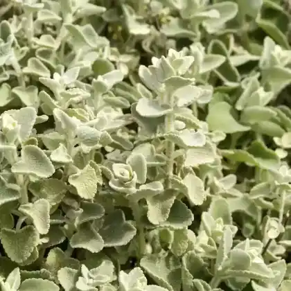 Foto von Napfschwarznessel (Ballota acetabulosa)